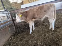 Bull, Swiss cattle — photo 5