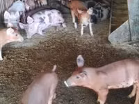 Schweine (Partie, Geschlecht nicht angegeben), Schweine — Foto 2