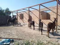 فرس, الخيول — الصورة 4