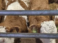 ثور, Simmental cattle — الصورة 1