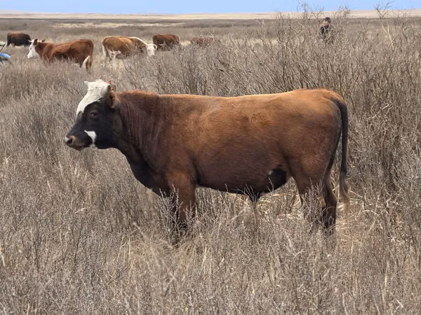 Toro, Vaca kazaja de cabeza blanca