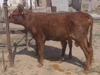 Bull, Cattle — photo 2