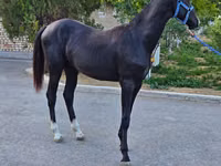 Hengst, Akhal-Teke — Foto 7