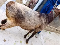 Widder, Hissar sheep — Foto 3