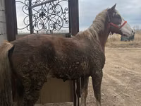 Hengst, Kazakh horse — Foto 2