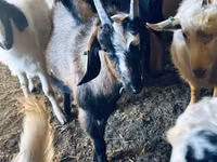 Ziegenbock, Nubian Goat — Foto 6