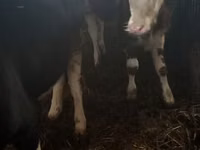 Vaca, Simmental cattle — foto 6