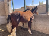 Pferde (Partie, Geschlecht nicht angegeben), Kyrgyz Horse — Foto 8