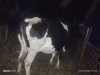 गाय, गोलस्टीन नस्ल — फ़ोटो 5