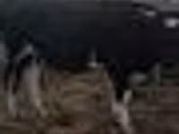 Toro, Ganado vacuno — foto 4