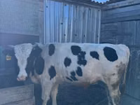 Bulle, Aberdeen-Angus — Foto 2