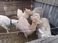 Ziegenbock, Ziegen — Foto 3