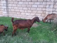 Ziege, Alpine goat — Foto 4