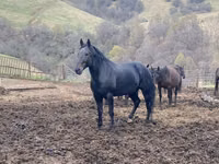 Hengst, Karachay horse — Foto 5