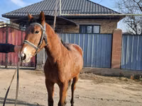 Hengst, Kazakh horse — Foto 7