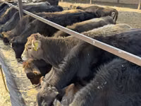 Toro, Swiss cattle — foto 3