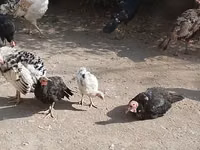 Turkeys — Foto 3