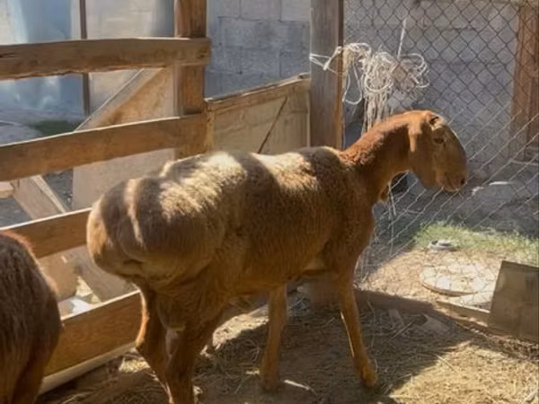 كبش, Arashan sheep — كازاخستان
