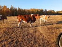 母牛, Simmental cattle — 照片 2