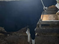 Bulle, Holstein-Rasse — Foto 1