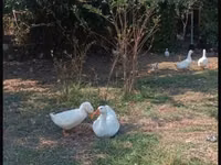 Turkeys — Foto 4