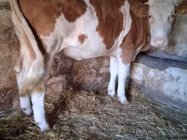 母牛, Simmental cattle