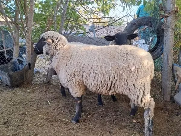 Oveja, Ovejas