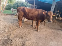 Kuh, Red Estonian cattle — Foto 1