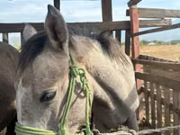 Yegua, Caballos — foto 6