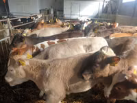 Bulle, Simmental cattle — Foto 4
