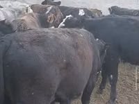 Букачар, Сиырлар — сүрөт 5