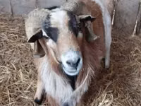 Billy Goat, Goats — photo 1
