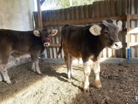 Qoramol (partiya, jinsi ko‘rsatilmagan), Swiss cattle — 2-rasm