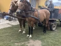 Ат, Аттар — сүрөт 2