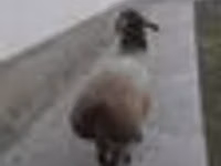 Ram, Sheep — photo 4