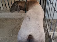 Widder, Hissar sheep — Foto 2