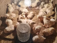 Chickens — 1-rasm