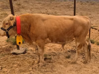Bulle, Swiss cattle — Foto 1