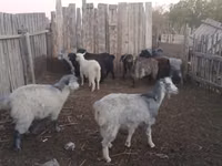 母山羊, Goats — 照片 1