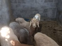 Овца, Рёнская овца — фото 7