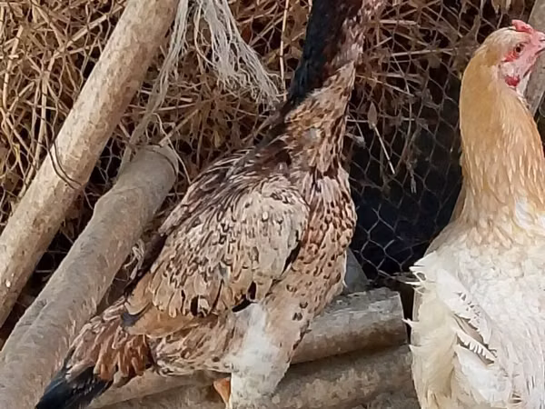 خيول (دفعة، الجنس غير محدد), الخيول