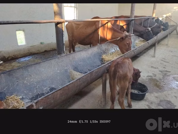 Vaca, Simmental cattle