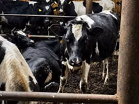 Bulle, Russian Black pied cattle — Foto 4
