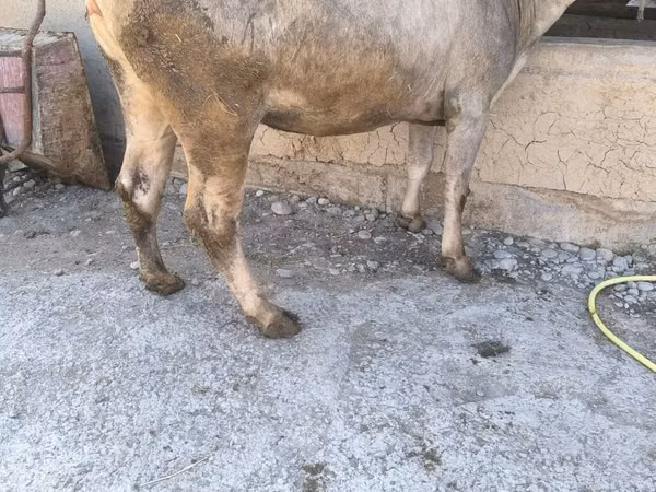 母牛, Swiss cattle — 吉尔吉斯斯坦