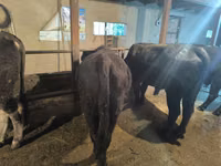 Toro, Ganado vacuno — foto 6