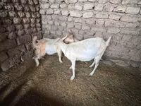 Goat, Saanen goat — photo 2