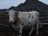 Kuh, Simmental cattle — Foto 2