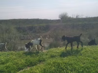 تيس, Nubian Goat — الصورة 1