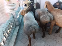 Кочкор, Арашан — сүрөт 7
