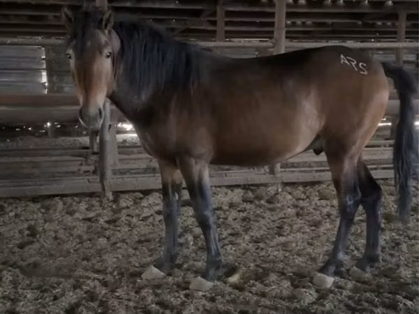 Caballo, Kazakh horse